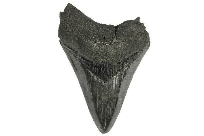 Serrated, Fossil Megalodon Tooth - South Carolina #168942